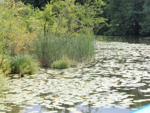 Mit dem Boot durch unberührte Natur schippern – in der Uckermark ist dies problemlos möglich.